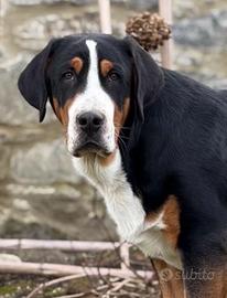 Disponibile Cucciolo di grande bovaro svizzero