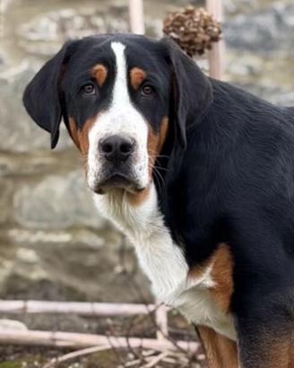 Disponibile Cucciolo di grande bovaro svizzero