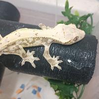 Ciliatus