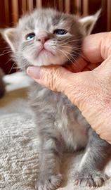 Cuccioli di Maine Coon con pedigree