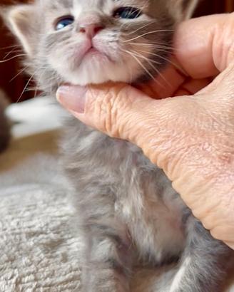Cuccioli di Maine Coon con pedigree