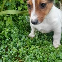 Cuccioli di Jack Russel