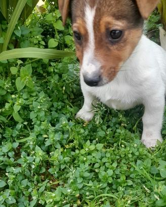 Cuccioli di Jack Russel