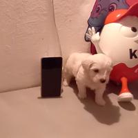 Cucciolo Maltipoo mini toy da borsetta