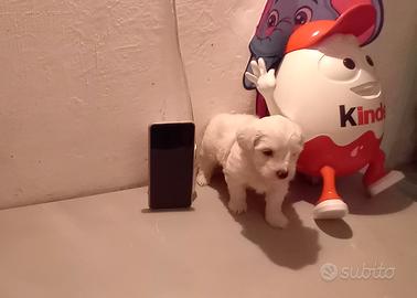 Cucciolo Maltipoo mini toy da borsetta