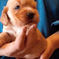 Cocker spaniel inglese fulvo