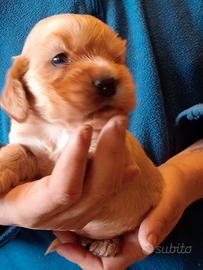 Cocker spaniel inglese fulvo