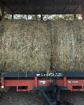 Fieno per mucche pecore e cavalli