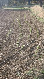 Donne in difficoltà per lavori casalinghi