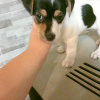 Jack russel (originale)