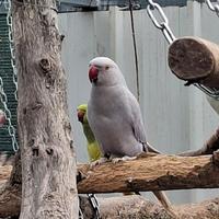 Pappagalli che parlano