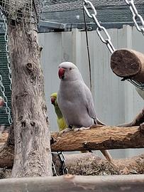 Pappagalli che parlano