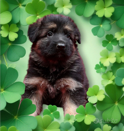 Femmine pastore tedesco