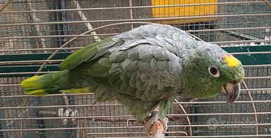Amazzone farinosa