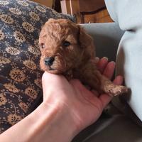 Cucciole di barboncino red