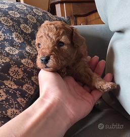 Cucciole di barboncino red