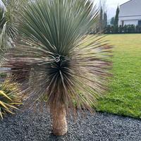 Yucca Rostrata