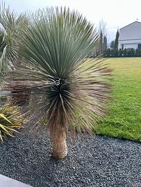 Yucca Rostrata