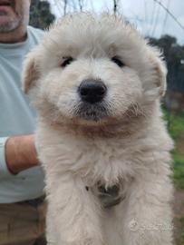 Cuccioli simil maremmano