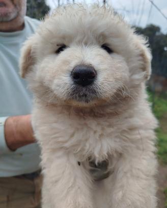 Cuccioli simil maremmano