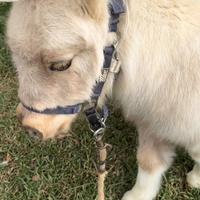 Mini horse Mini pony femmina buckskin