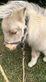 Mini horse Mini pony femmina buckskin