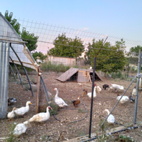 Anatre oche tacchini