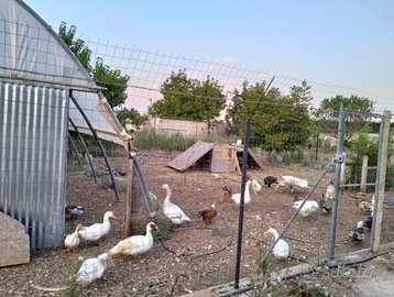 Anatre oche tacchini