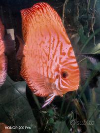 Discus Maschio Adulto