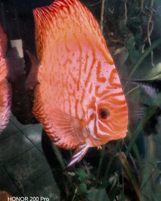 Discus Maschio Adulto