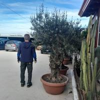 Pianta olivo bonsai altezza 200/220 cm età 70 anni