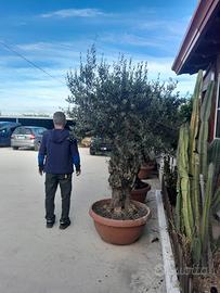 Pianta olivo bonsai altezza 200/220 cm età 70 anni