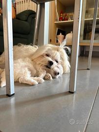 Cucciolo maltese
