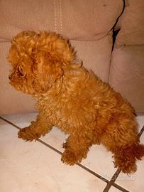 BARBONCiNO ToY ReD
