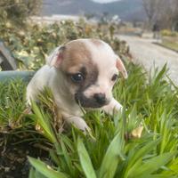Chihuahua