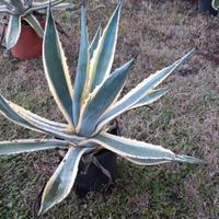Agave variegata