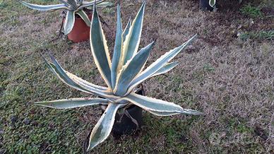 Agave variegata