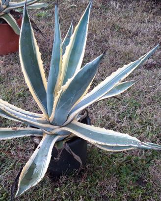 Agave variegata