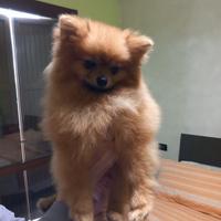 Pomerania maschio