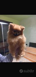 Pomerania maschio