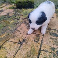 Cuccioli Pastore Maremmano