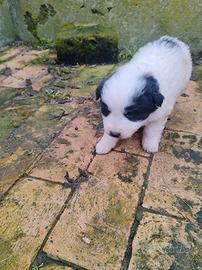 Cuccioli Pastore Maremmano