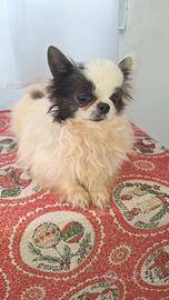 Chihuahua maschietto pelo lungo Pedigree enci