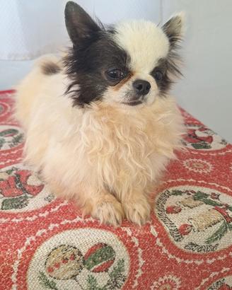 Chihuahua maschietto pelo lungo Pedigree enci