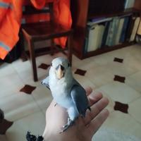 Inseparabile allevato a mano