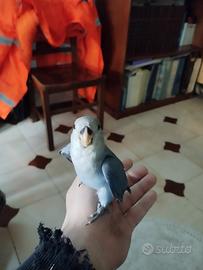 Inseparabile allevato a mano