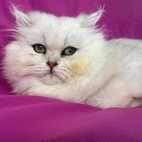 Gatto British Longhair Silver