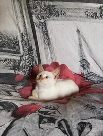 Gattini Siamesi Simil