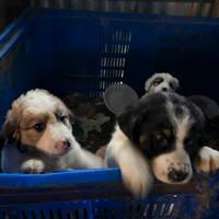 Cuccioli futura taglia media