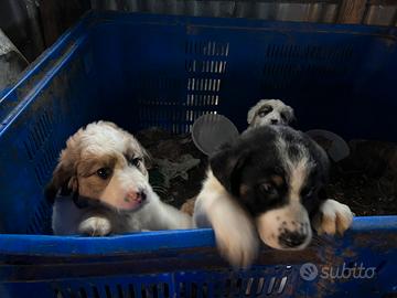 Cuccioli futura taglia media